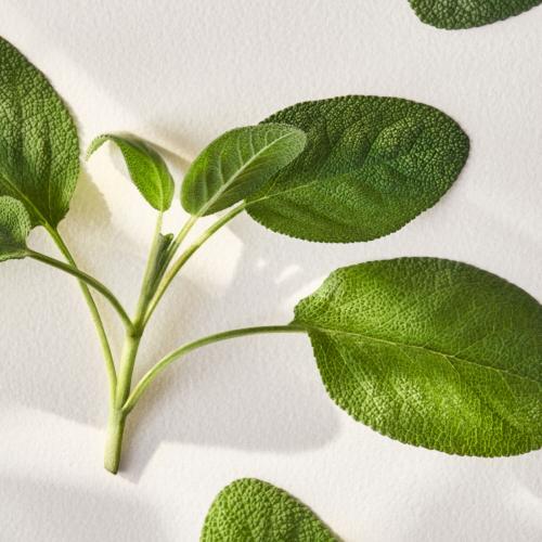 Actual product image Ralph Lauren Polo Earth Provencial Sage (Eau de toilette, 100 ml)