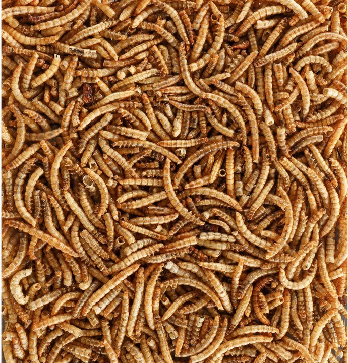 Image du produit Schweizer Eric Vogelfutter Vers de farine, 1.8 kg, Conditionnement : 1.8 kg (1 x, 1.80 kg)
