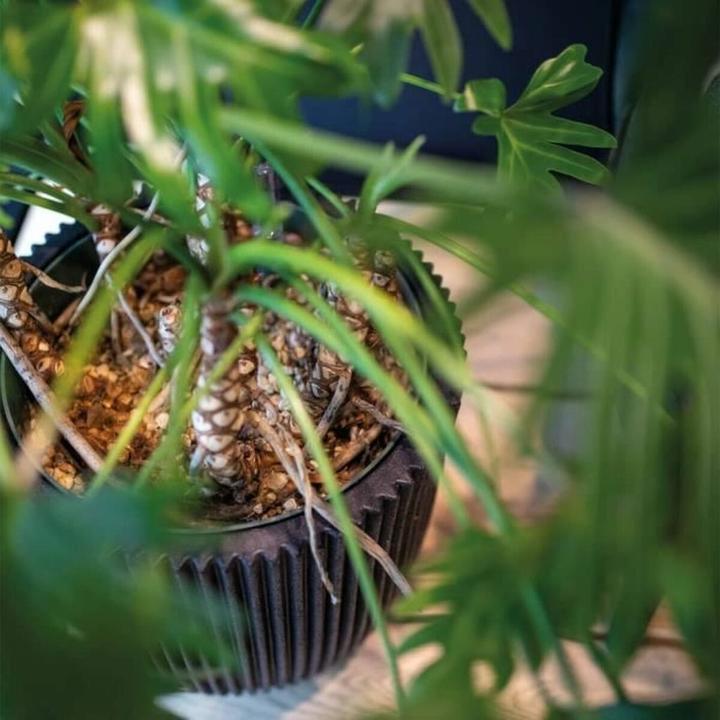 Produktbild Capi Tripp (46 x 58 cm)