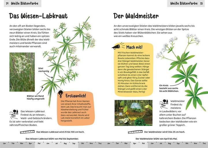 Actual product image Kosmos Was blüht denn da? Kindernaturführer (German, Heike Herrmann, Ursula Stichmann-Marny, 2022)