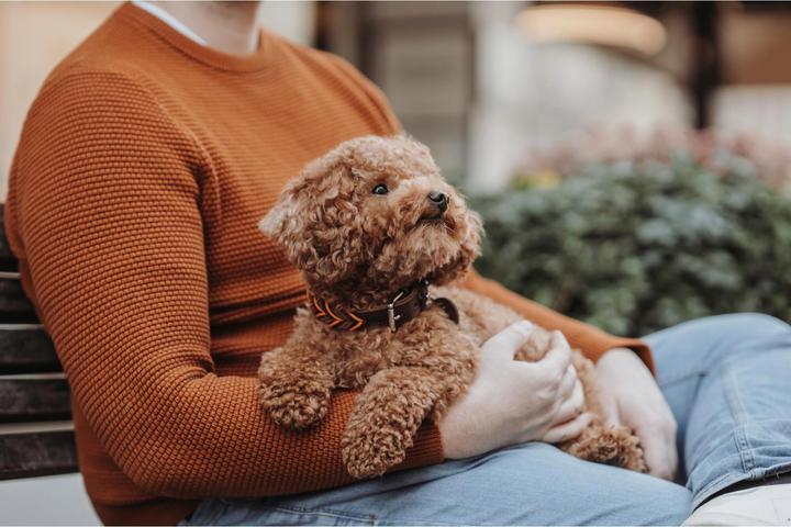 Produktbild Hunter Halsband Solid Education Cord (S, Hund, Allgemein)