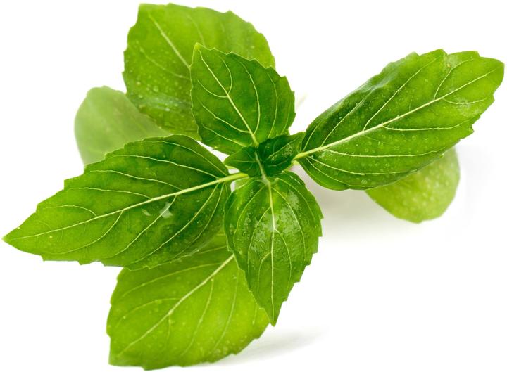 Produktbild Véritable Bio-Thai-Basilikum (Kräutersamen)