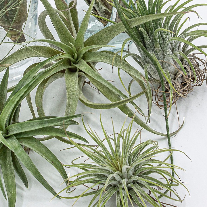 Actual product image Kakteen Gautschi Tillandsia-Set 2 (25 cm)