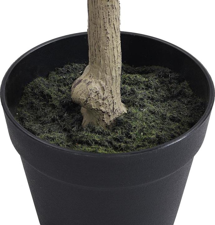 Immagine prodotto Ozaia Huesca (120 cm)