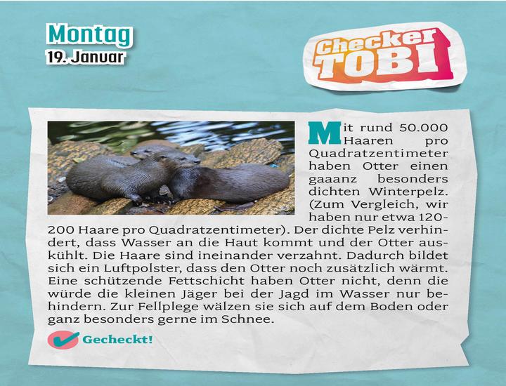 Produktbild Checker Tobi 2026: Tagesabreisskalender mit über 300 spannenden Checks zum Aufstellen oder Aufhängen (11 x 15 cm, Deutsch)