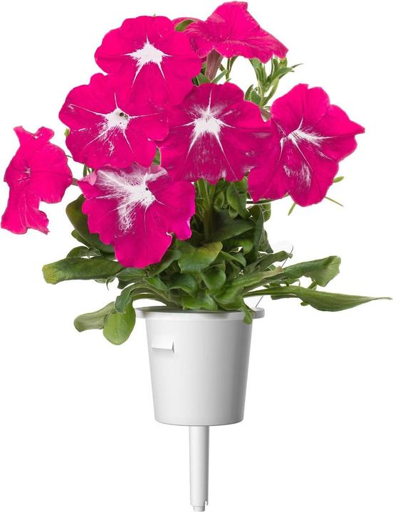 Produktbild Click and Grow Pinke Petunie (Pflanzensamen)