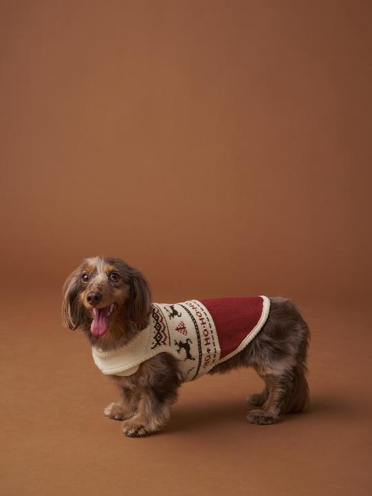 Actual product image Vertbaudet Christmas jumper (S, Dog jumper)