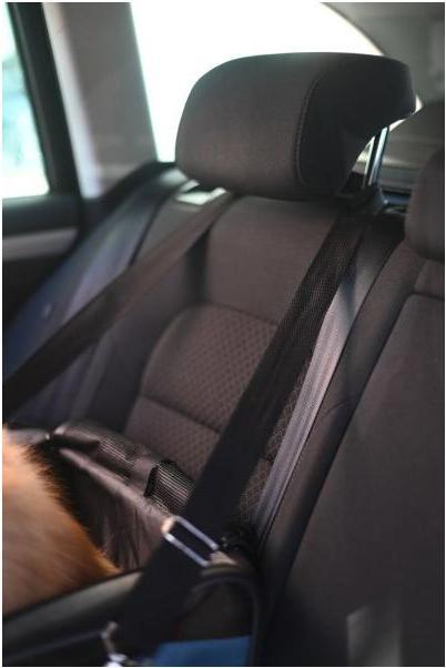 Immagine prodotto Kerbl Borsa seggiolino auto vacanza (Cane, Lavabile)