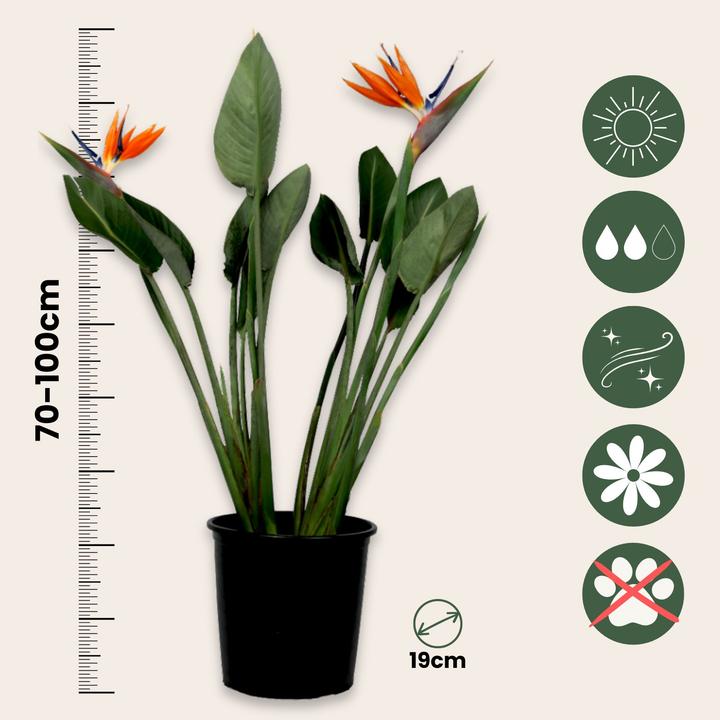 Produktbild Plant in a Box Strelitzia reginea - Paradiesvogelpflanze (70 cm)