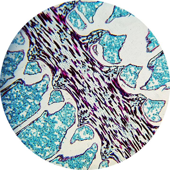 Image du produit Bresser Biolux NV 20x-1280x