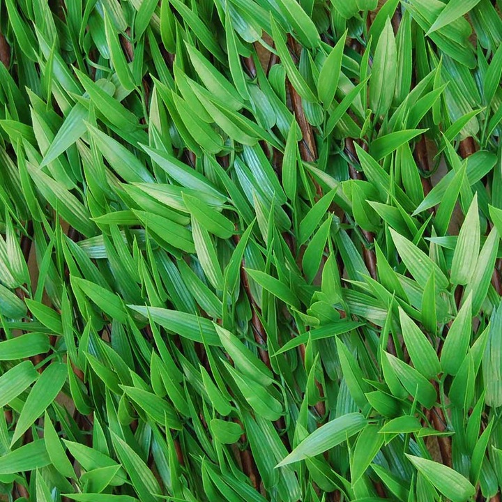 Bamboo - Vert