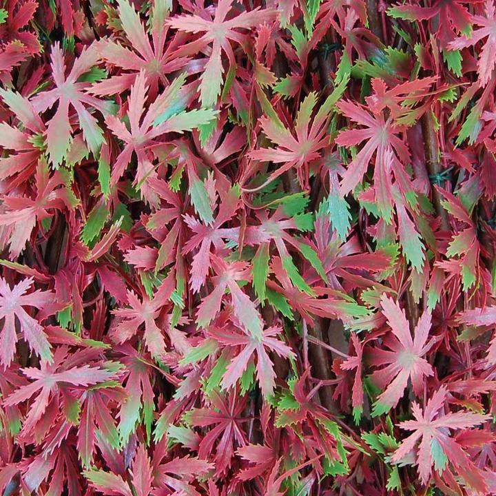 Red Acer - Rouge