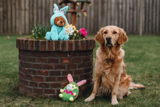 Image du produit Beeztees Jouet en peluche Tulipe (Jouet en peluche chien)