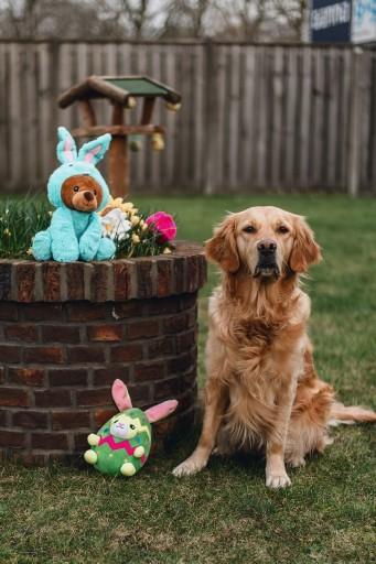 Image du produit Beeztees Jouet en peluche Tulipe (Jouet en peluche chien)