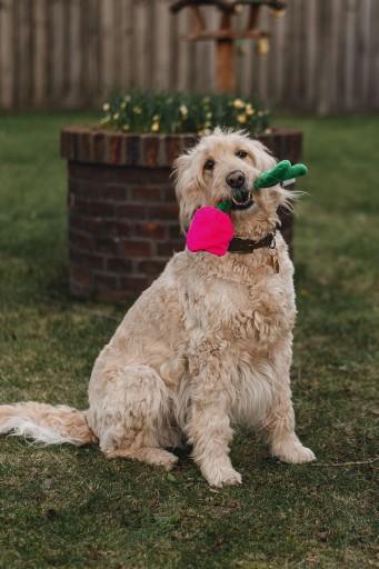 Image du produit Beeztees Jouet en peluche Tulipe (Jouet en peluche chien)