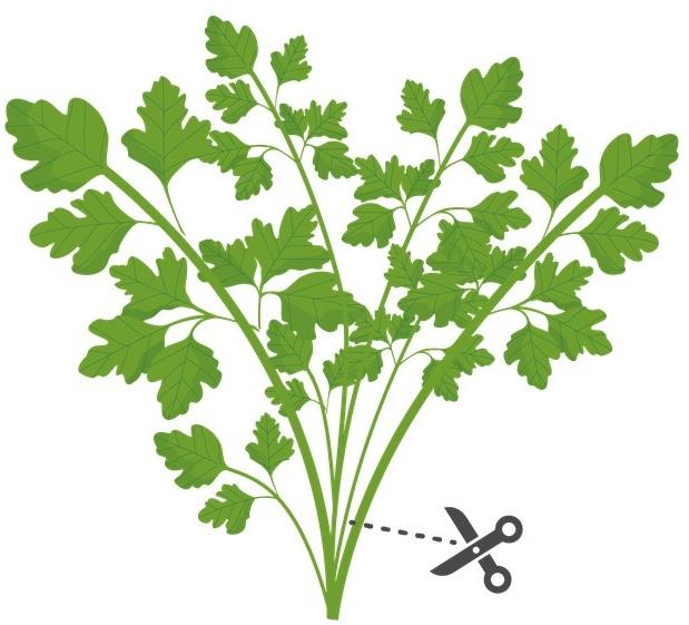 Immagine prodotto Véritable Bio-Petersilie (glatt) (Semi di erbe)