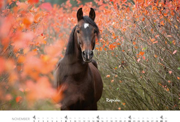Produktbild Pferde Kalender 2026 Wandkalender