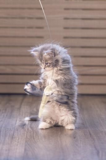 Immagine prodotto Beeztees Libelle (Canna da gioco per gatti)