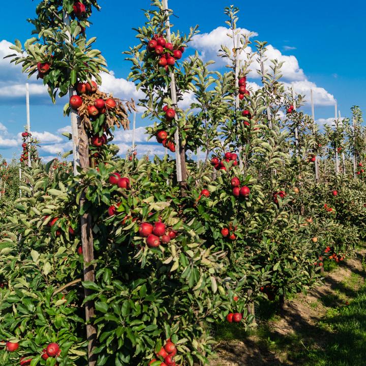 Image du produit Plant in a Box Malus 'Braeburn', Prunus avium, Pyrus 'Doyenne du Comice', Prunus domestica - Mélange de 8 arbres (60 cm)