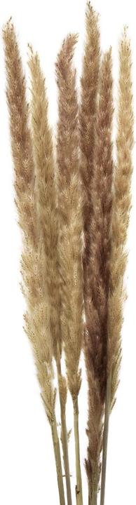 Natura Punto Pampasgras 6er Bund (Trockenblumen, 6x)