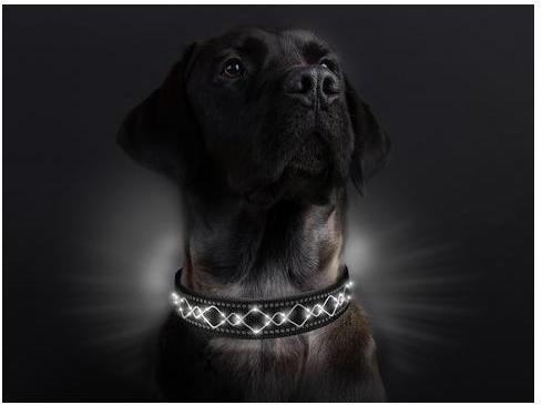 Image du produit Animal Light Collier lumineux pour chien Beauty (M, Chien)