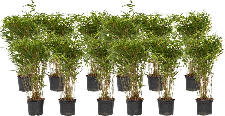 Actual product image Plant in a Box Fargesia nitida 'Gansu' - 6er Set Gansu-Bambus (50 cm)
