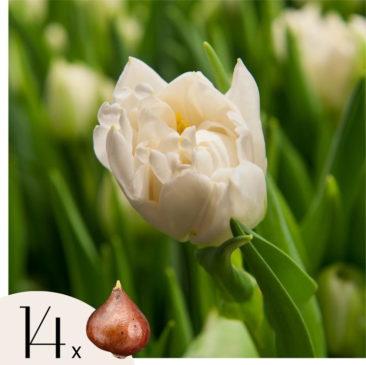 Actual product image Plant in a Box Tulipa Northcap - Set of 14 tulips (10 cm)