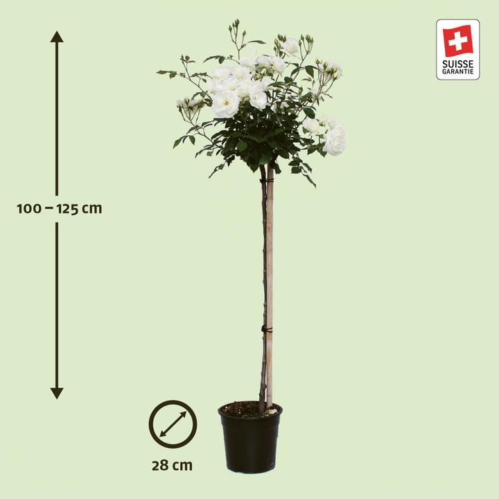 Image du produit Zulauf Rosier arbuste (120 cm)