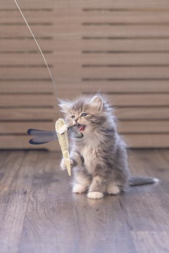 Immagine prodotto Beeztees Libelle (Canna da gioco per gatti)