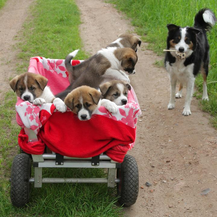 Produktbild Relaxdays Sackkarrenrad