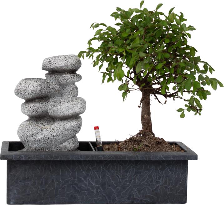 Actual product image Plant in a Box Bonsai Ligustrum, Carmona, Ficus Retusa, Syzygium, Sageretia - Bonsai Water System Stones (25 cm)
