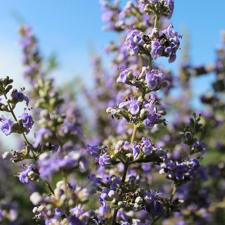 Image du produit Zulauf Mönchspfeffer / Vitex agnus-castus (40 cm)