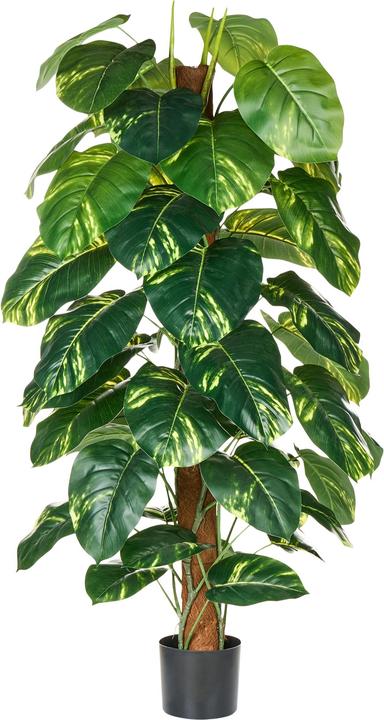 Immagine prodotto Beliani Dieffenbachia (152 cm)