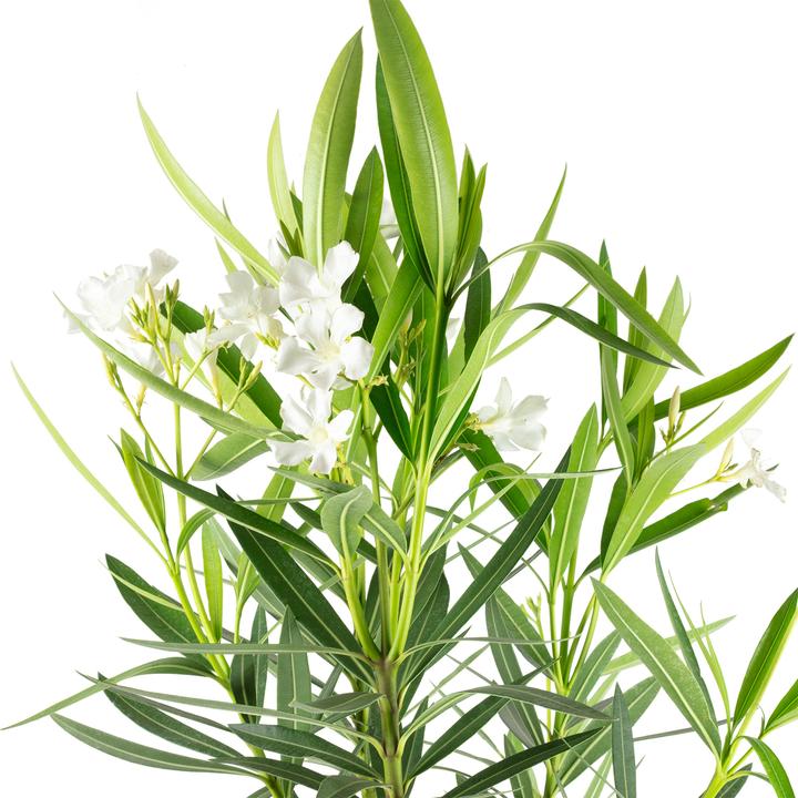 Produktbild Flowerbox Oleander Stamm - Nerium Oleander (90 cm)