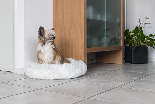 Immagine prodotto Karlie Agnes (Cane)