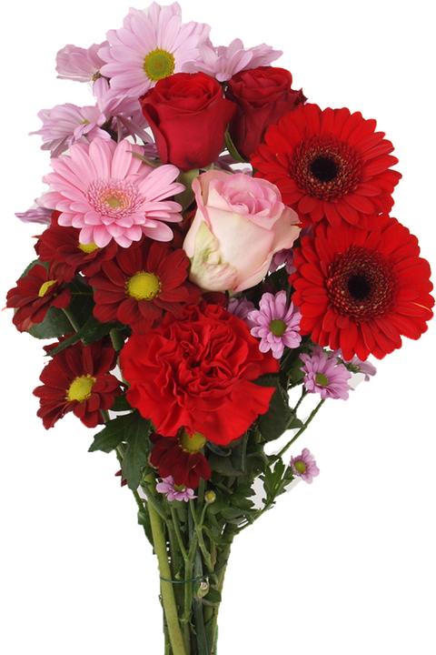 Floramall Happy Day red-pink (Cut flowers)