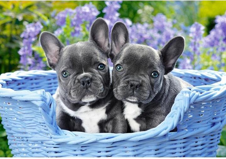 Produktbild Castorland C-104246-2 French Bulldog Puppies, 1000 Teile Puzzle, Bunt (1000 Teile)