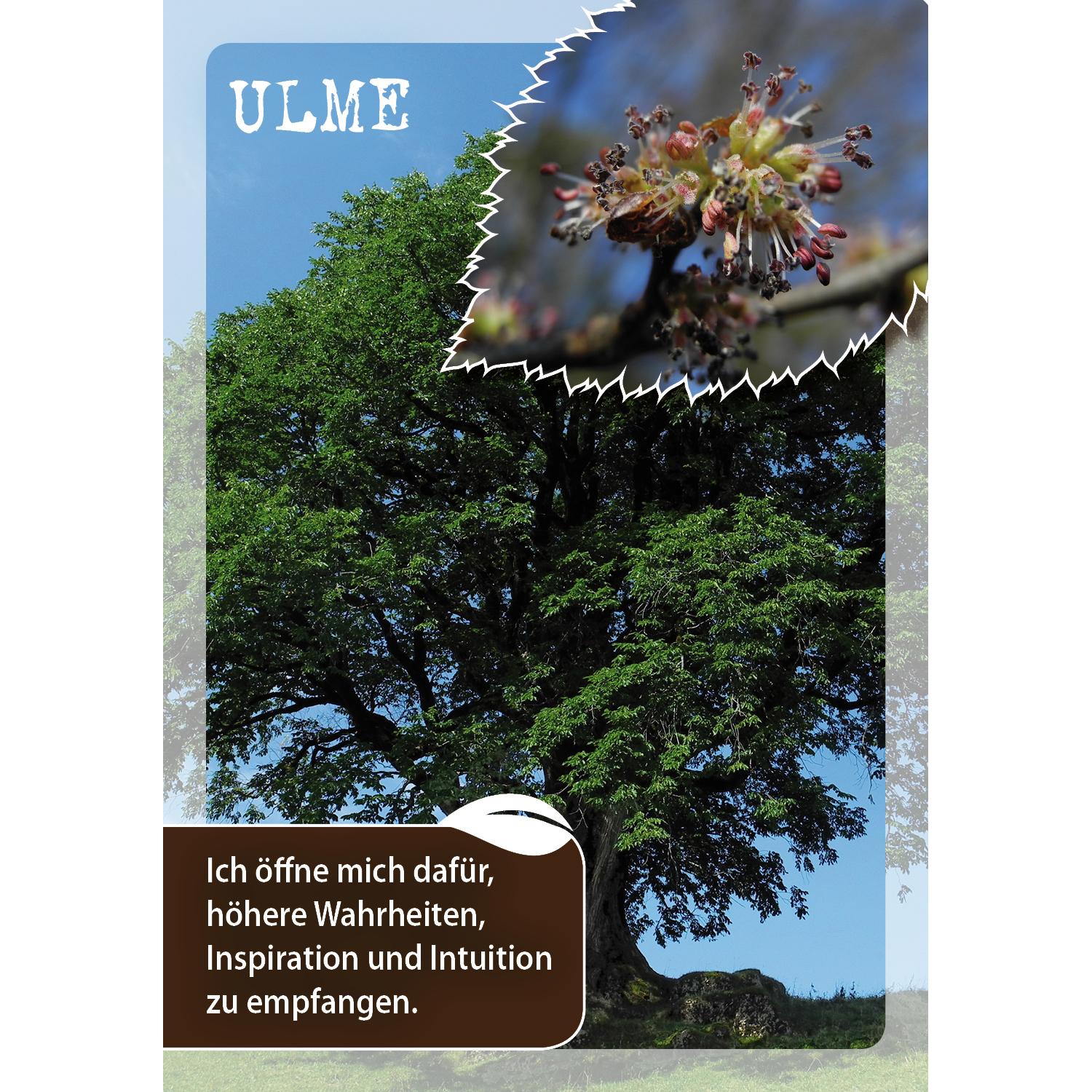Thumbnail - Die Botschaften der Bäume – Impulse unserer Gefährten für jeden Tag, Ratgeber von Antje Ohlhoff