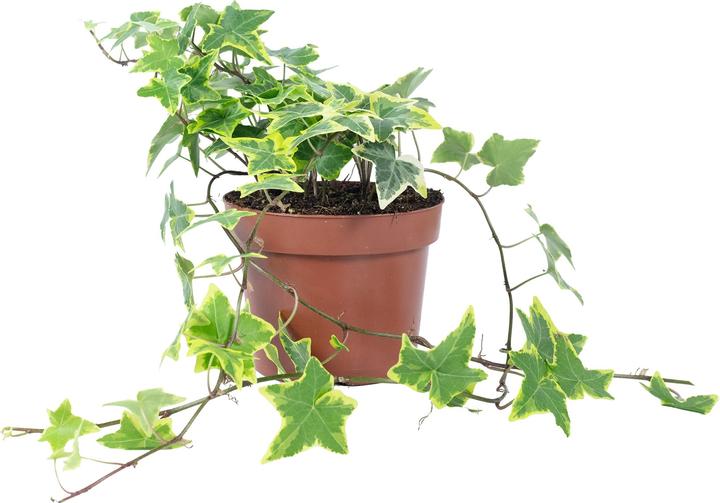 Produktbild Flowerbox Gemeiner Efeu- Hedera helix (15 cm)