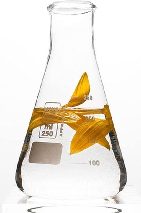 Produktbild Korres Sunflower & Mountain Tea Hairmask (125 ml)