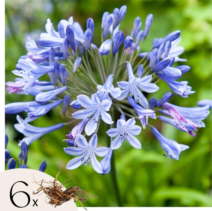 Plant in a Box Agapanthus - 6er Set (10 cm)