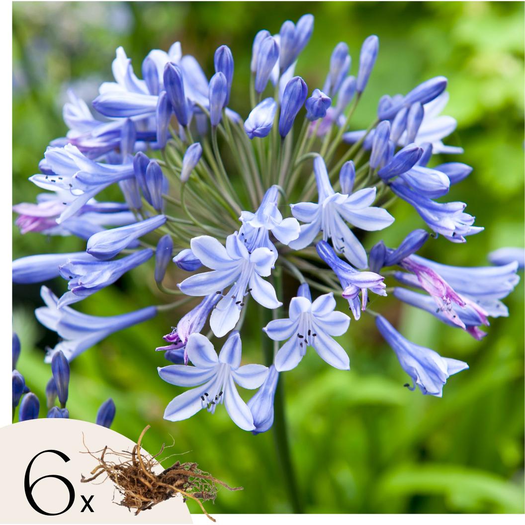 Plant in a Box, Pflanzen, Agapanthus - 6er Set (10 cm)