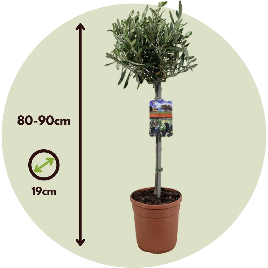 Thumbnail - Plant in a Box, Pflanzen, Olea Europaea - Olivenbaum (80 cm)