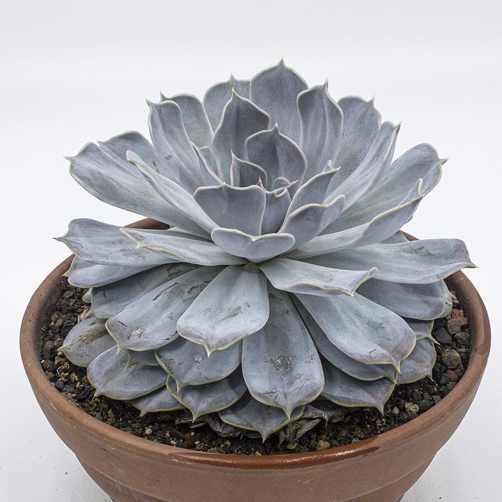 Produktbild Kakteen Gautschi Echeveria lilacina (20 cm)