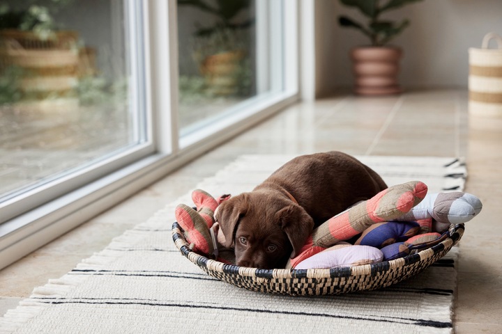 Immagine prodotto Oyoy ZOO - Giocattolo per cani Ashi Grande - Rosso/Marrone (Z60070) (Cane di peluche)