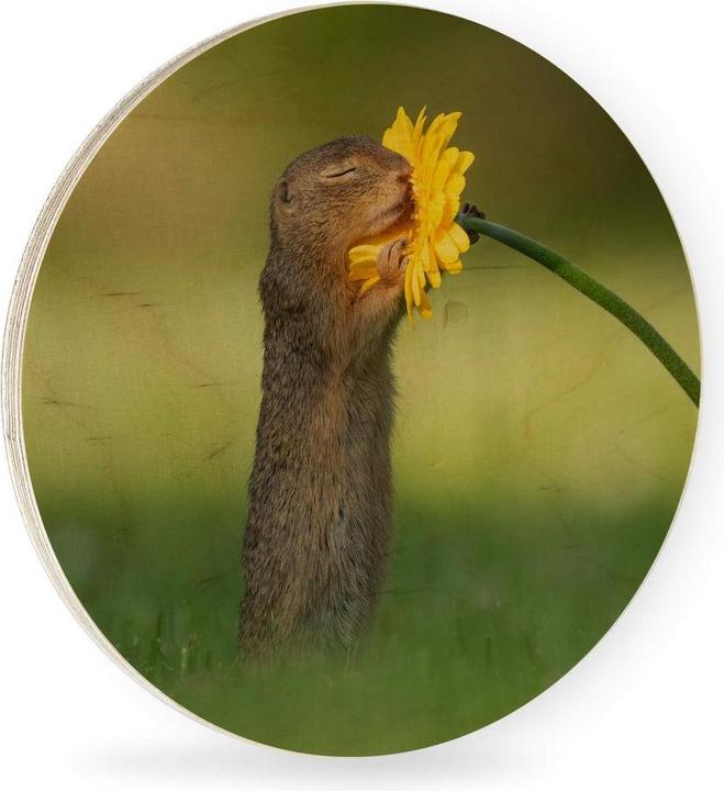 Immagine prodotto Trenddeko van Duijn - Gopher odora di fiori (Ø 45 cm)