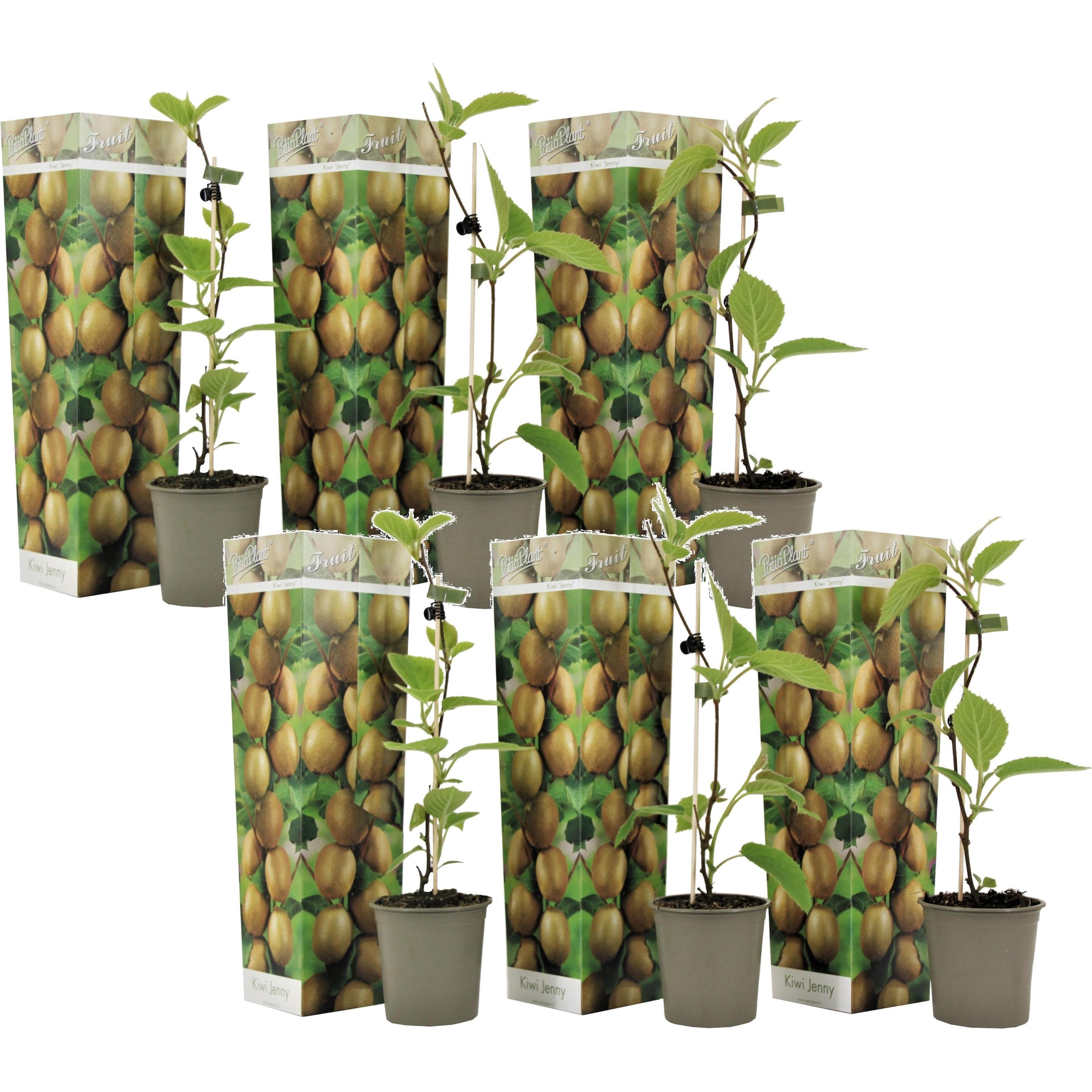 Plant in a Box, Pflanzen, Actinidia deliciosa 'Jenny' - 6er Set Kiwibeeren Kletterpflanzen (20 cm)