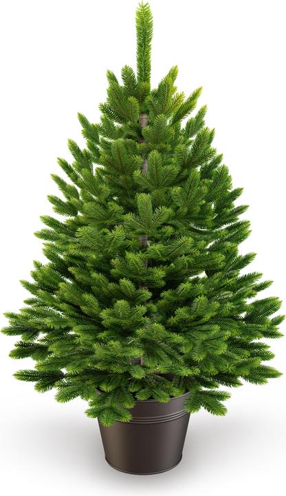 Artitree Weihnachtsbaum 80 cm im Topf mit integrierter Lichterkette (80 cm)