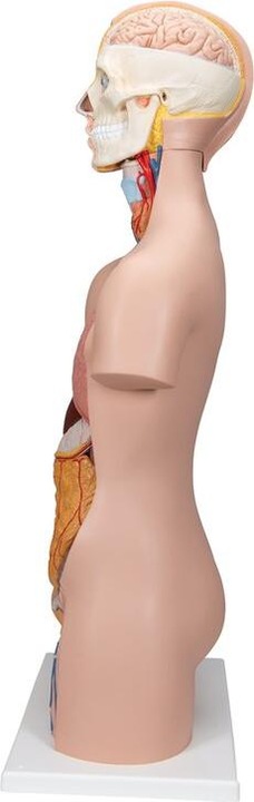 Produktbild 3B Scientific Standard Torso Modell, geschlechtsneutral, 12-teilig