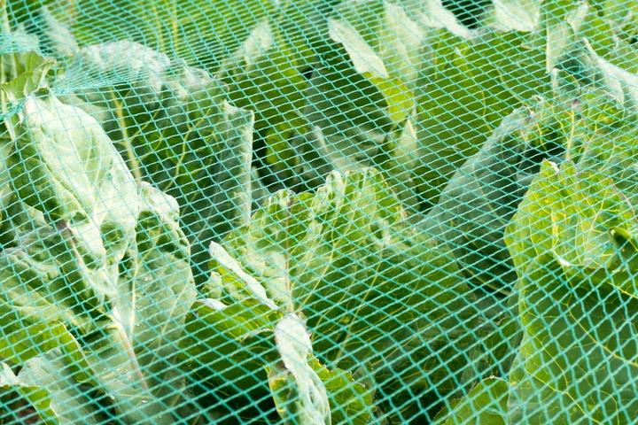 Produktbild Aquagart Teichnetz 25m x 8m Reiherschutz Silonetz Laubschutznetz Vogelschutznetz Laubnetz